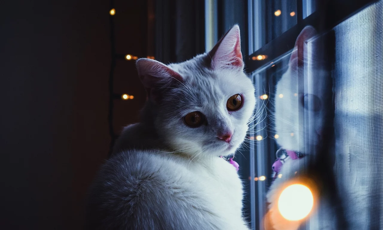 кошка, животное, у окна