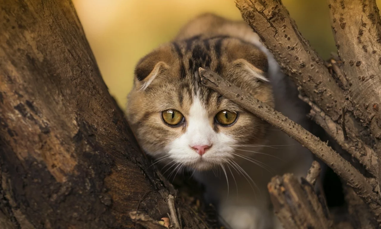 кот, шотландский вислоухий, взгляд