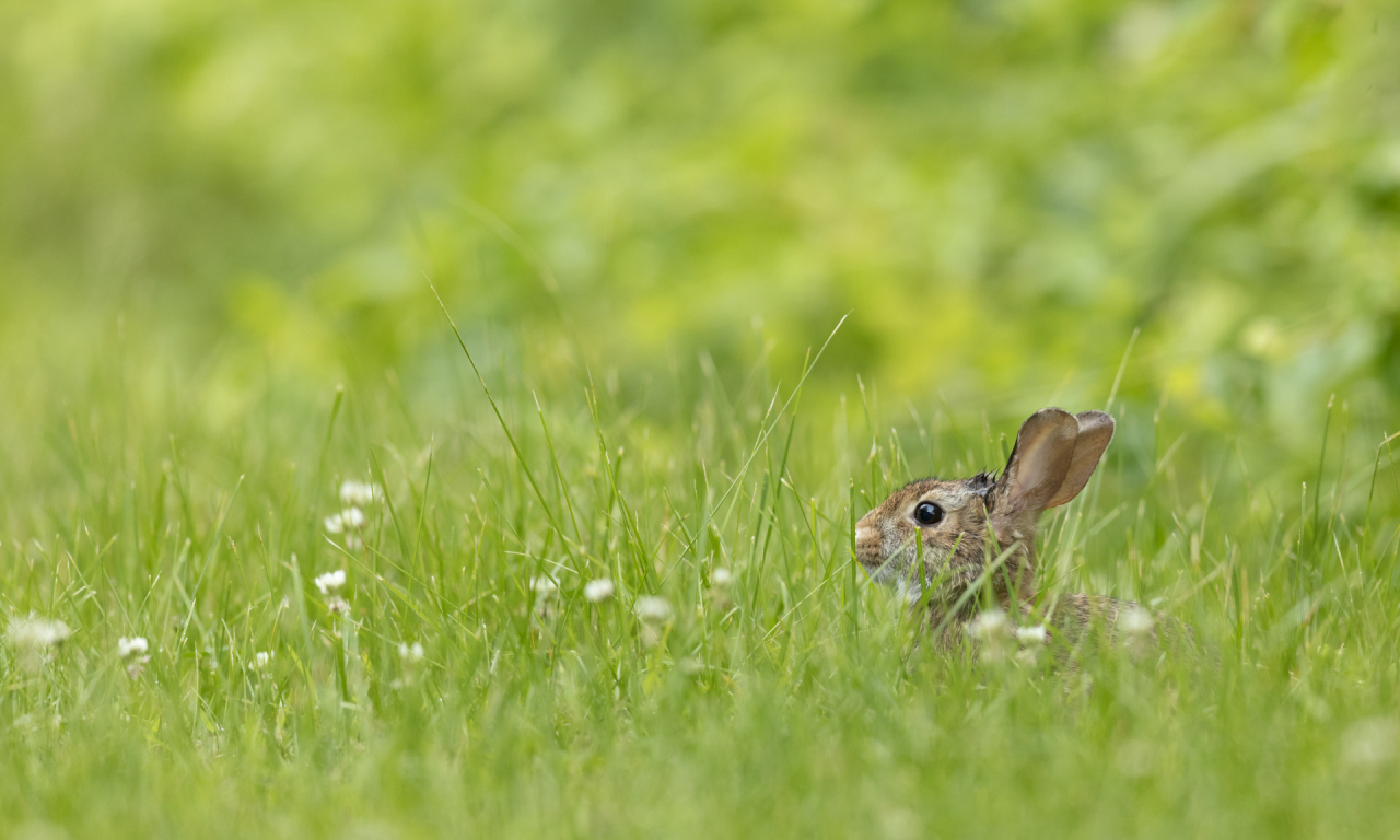 кролик, животное, сидит в траве