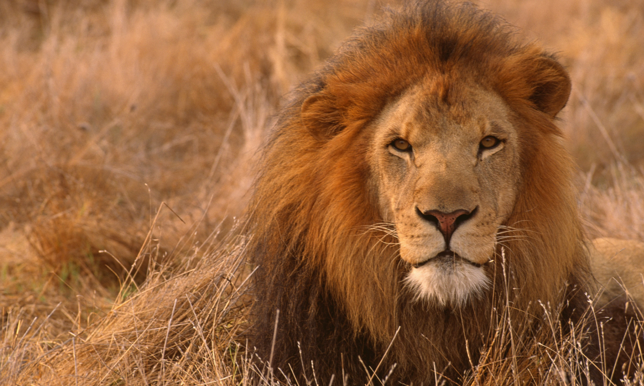 лев, взгляд, хищник