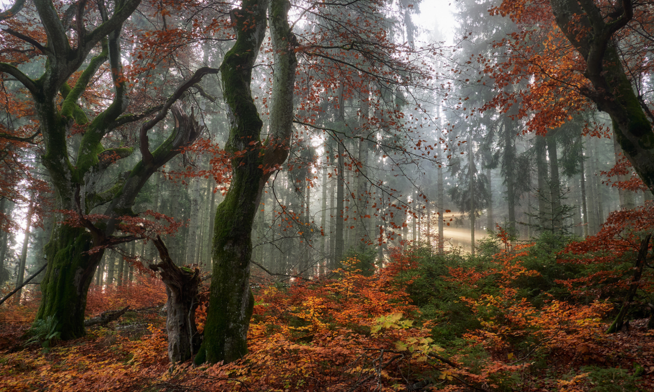 лес, деревья, осень, листопад