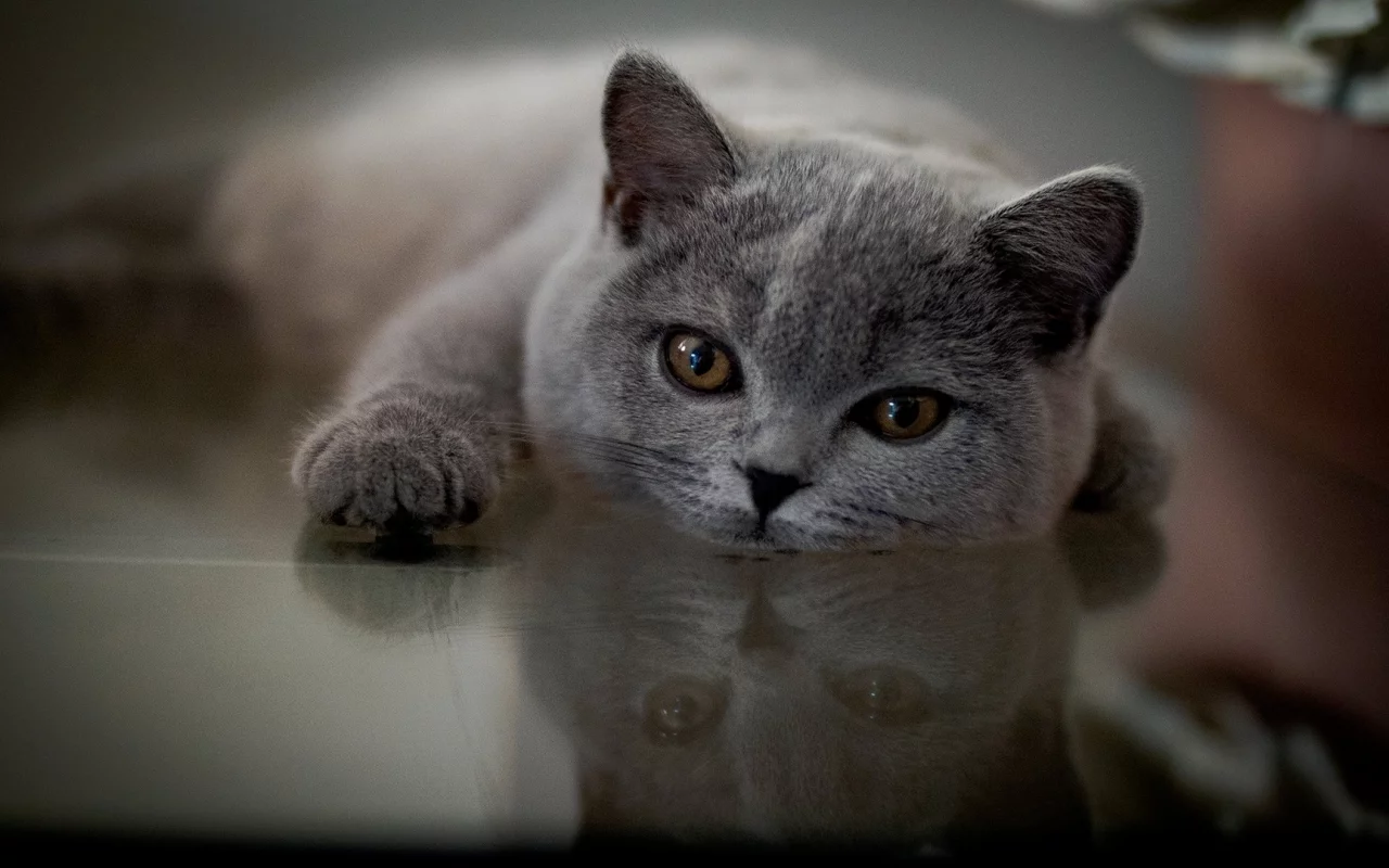 кот, лежит, смотрит