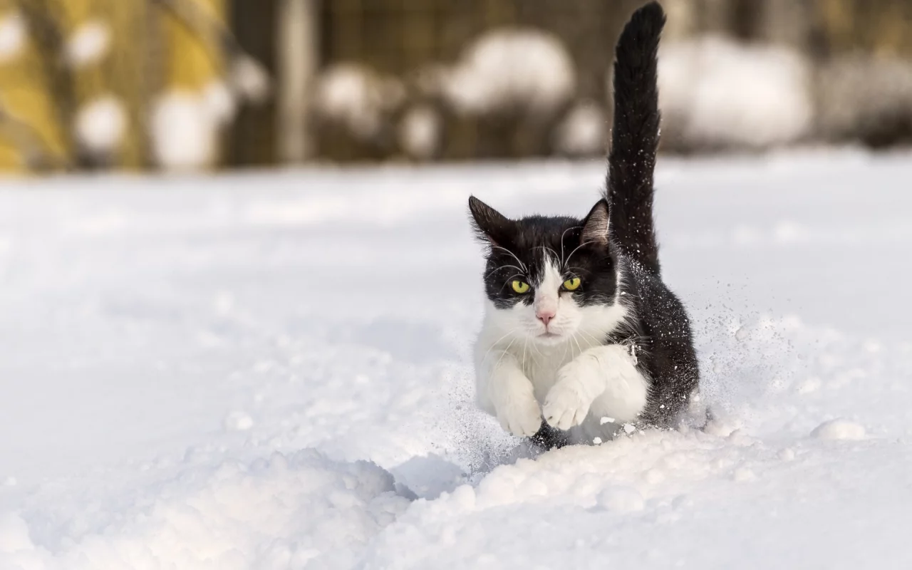 кот, зима, снег
