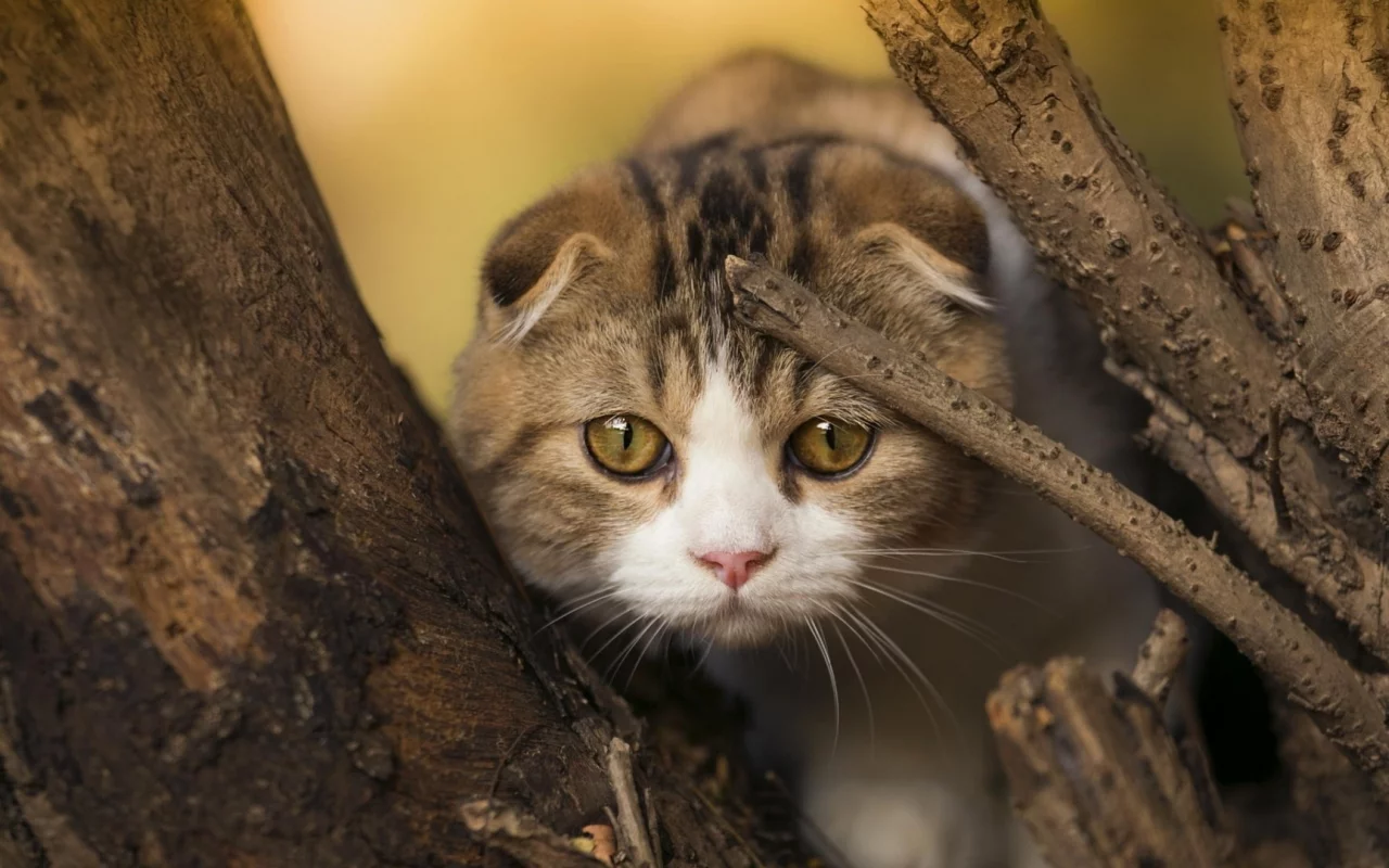 кот, шотландский вислоухий, взгляд