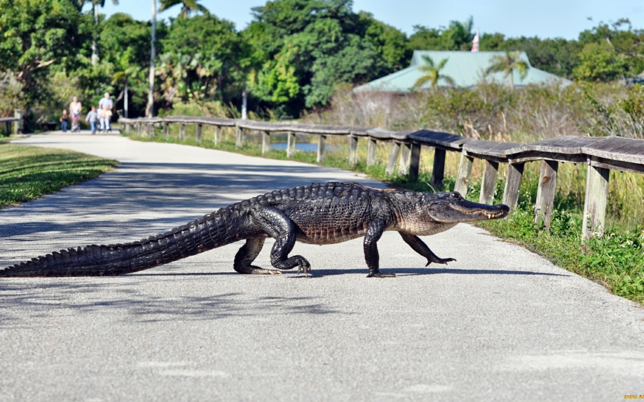 крокодил, животное, переходит дорогу