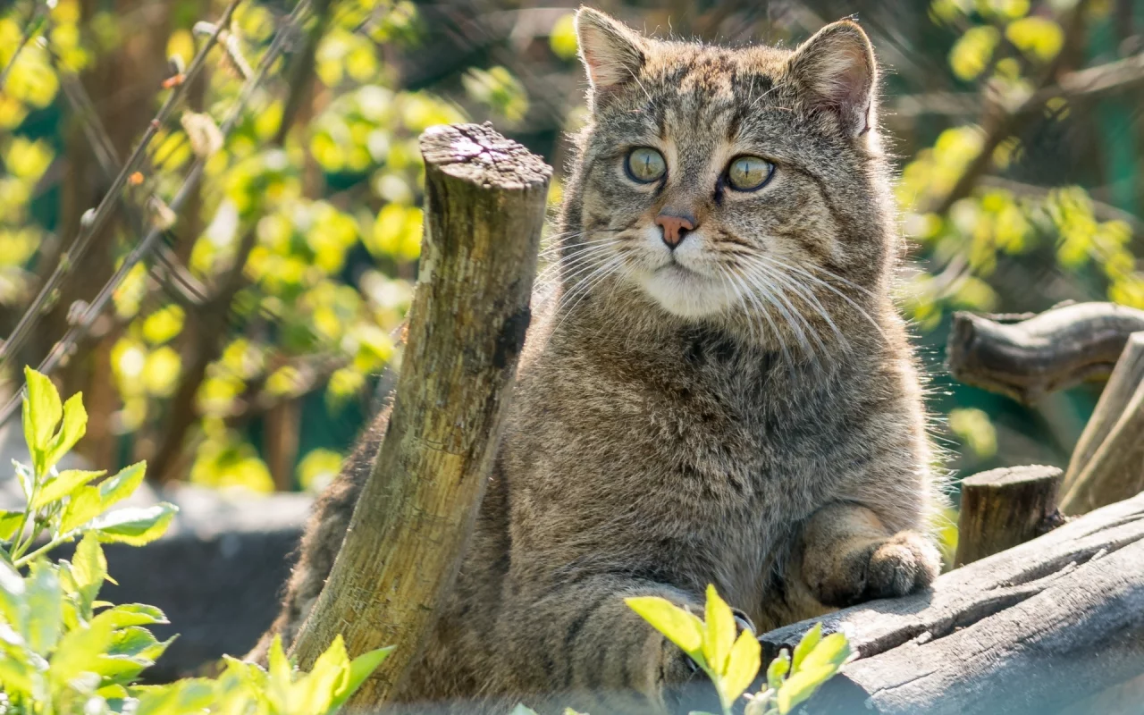 кот, взгляд, животное