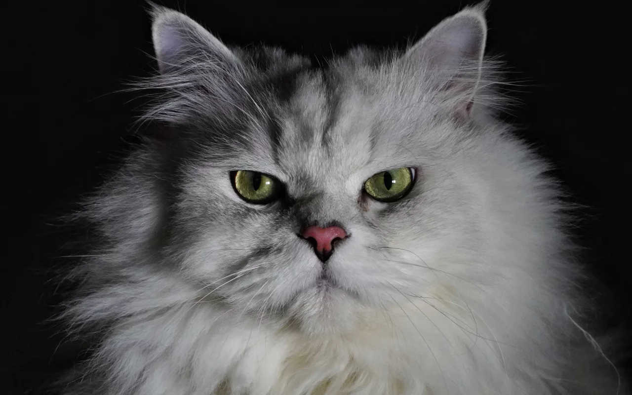 кошка, животное