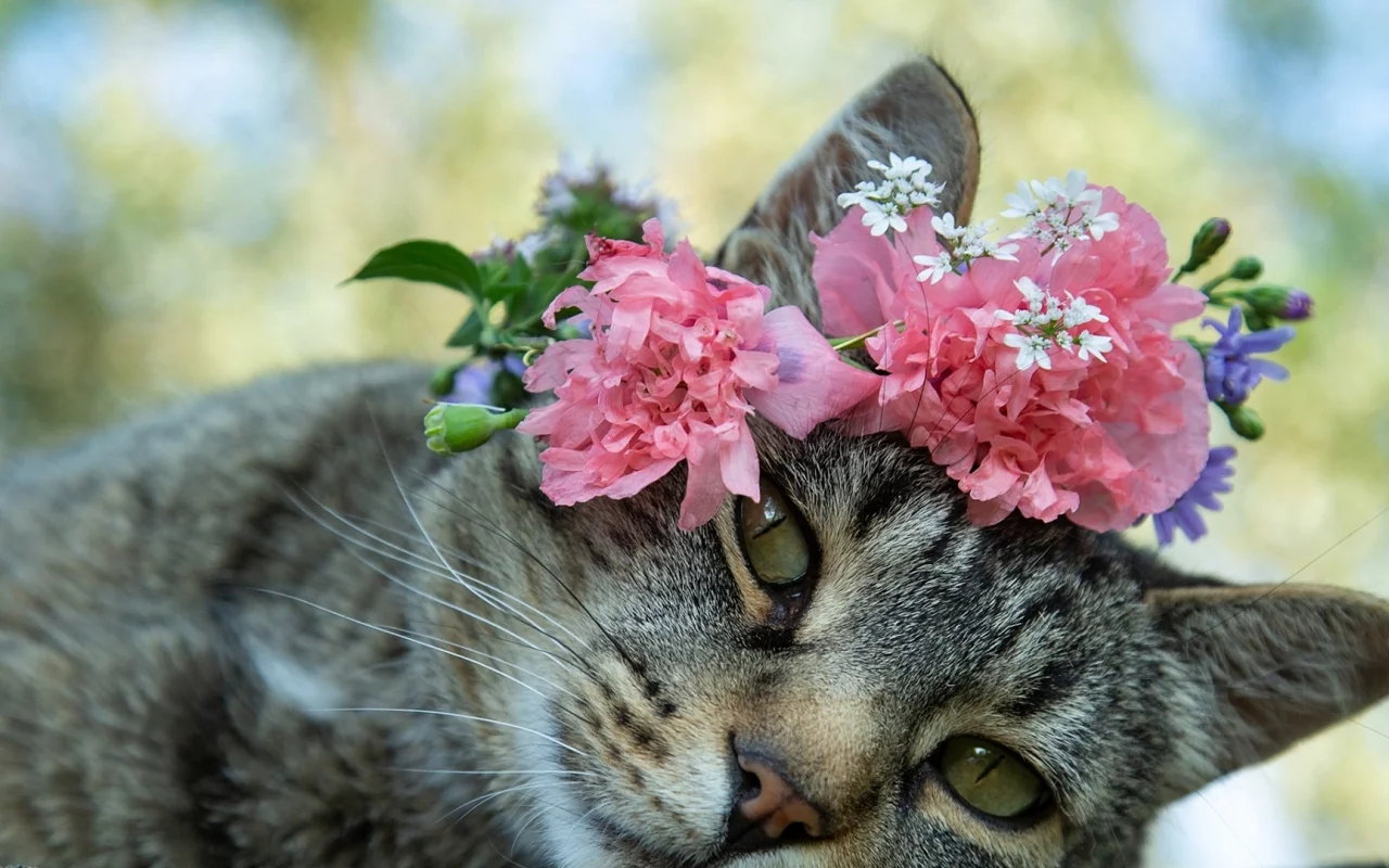 кот, животное, лежит, цветы