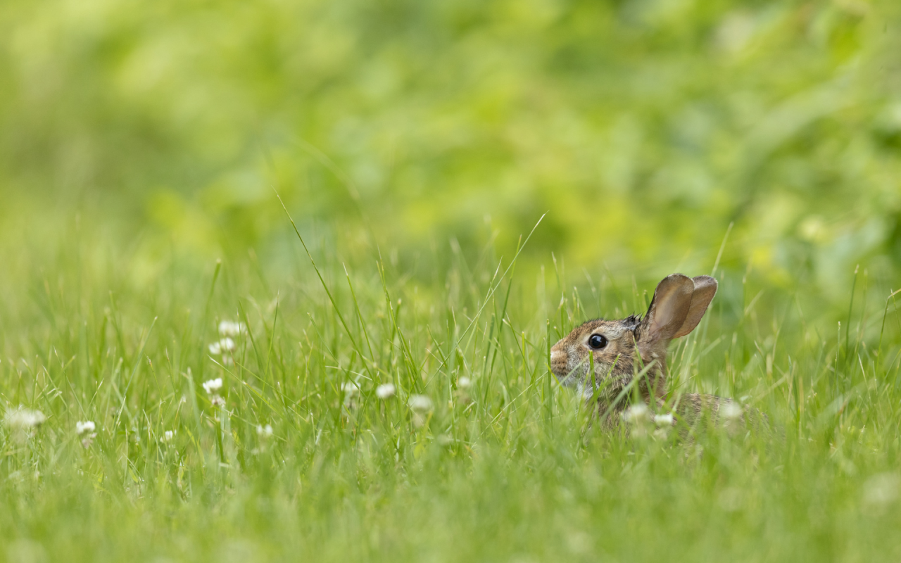 кролик, животное, сидит в траве