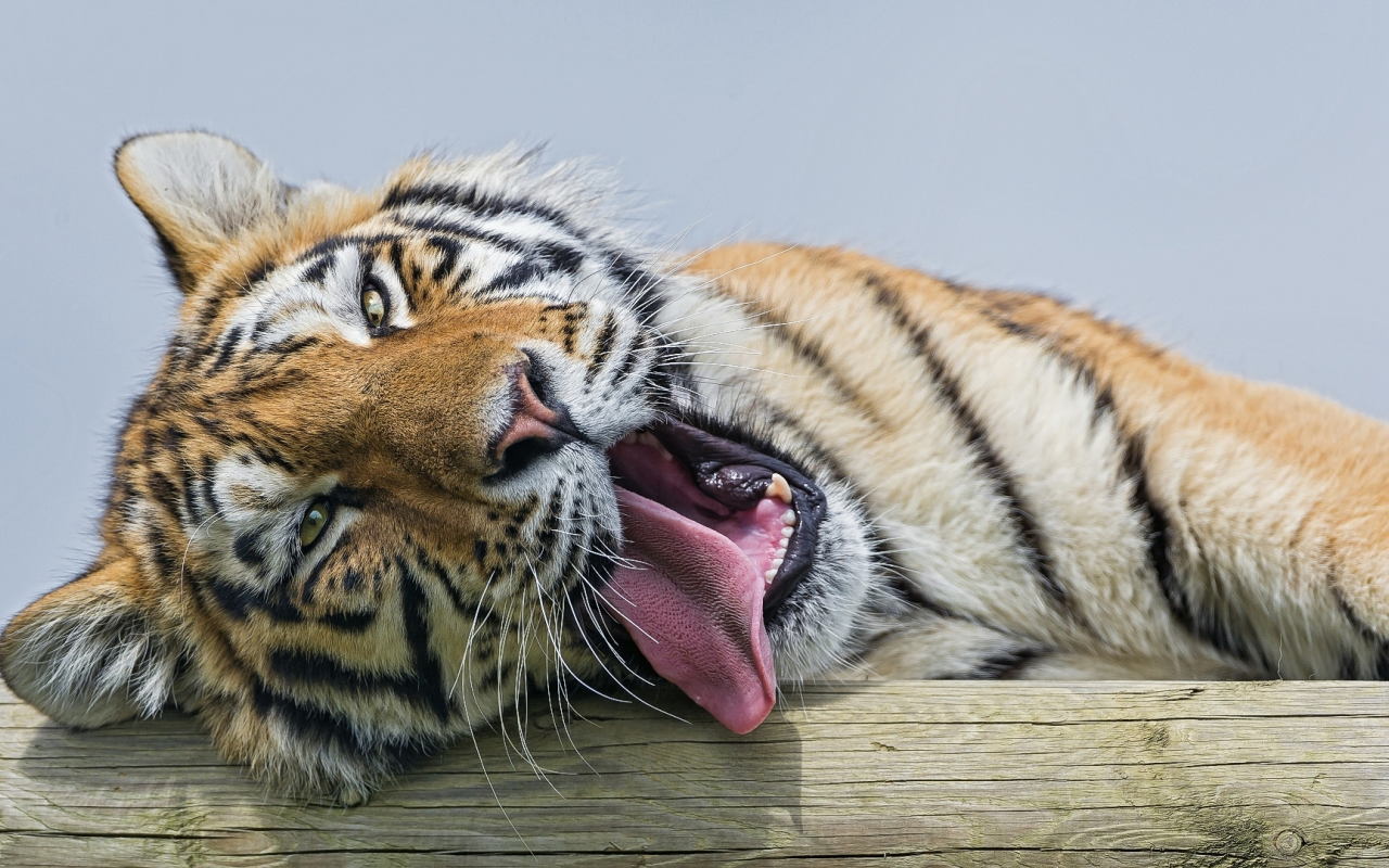тигр, лежит, высунув язык