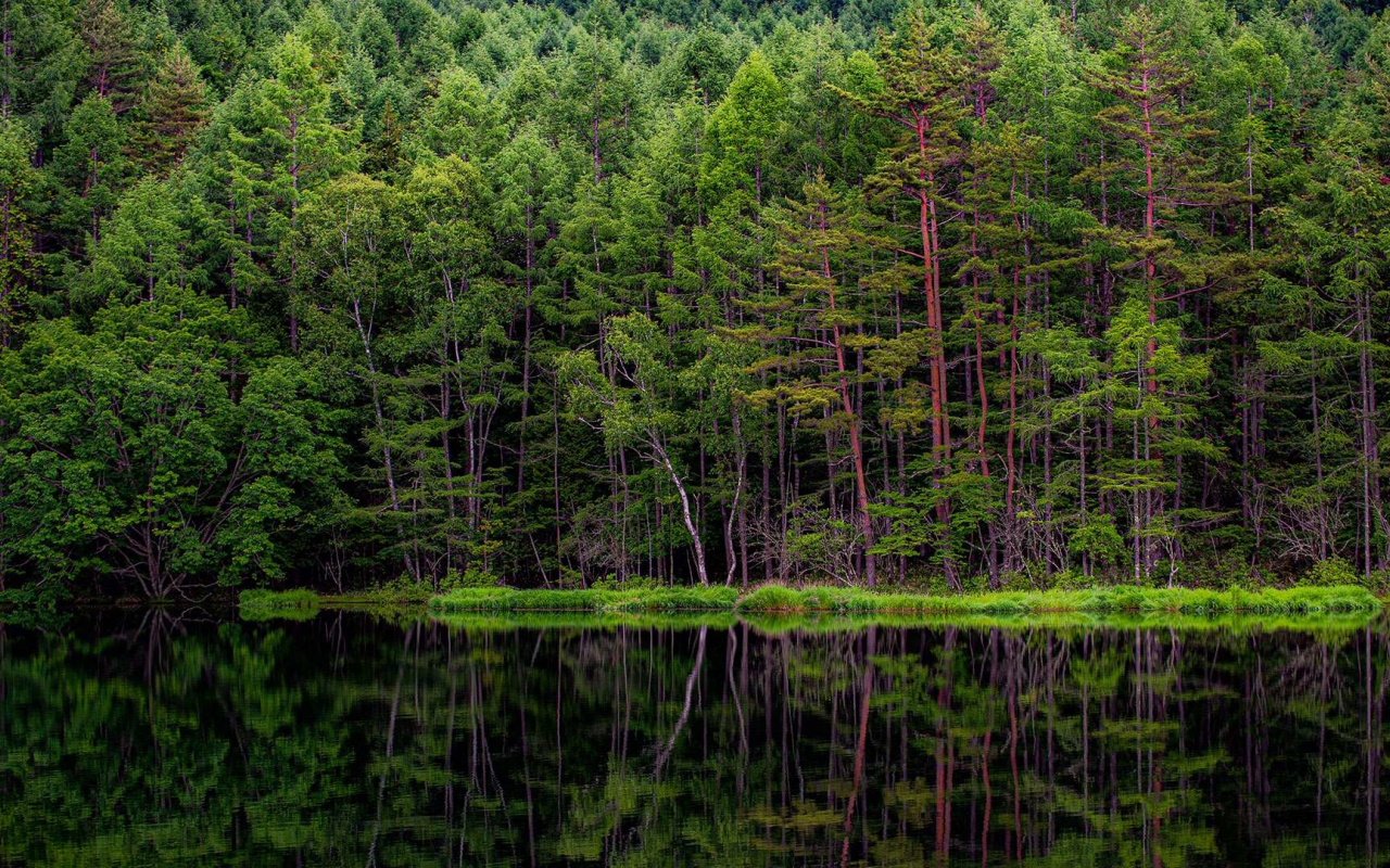 природа, лес, река, отражение