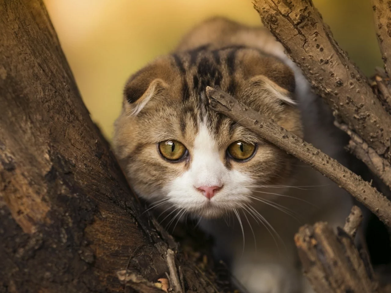 кот, шотландский вислоухий, взгляд