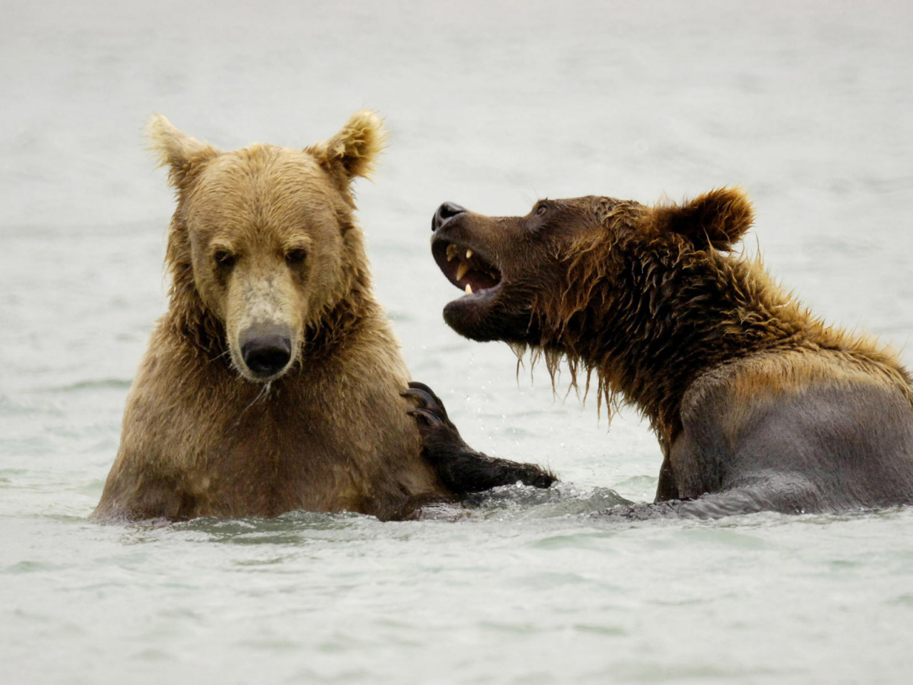 медведи, животные, в воде