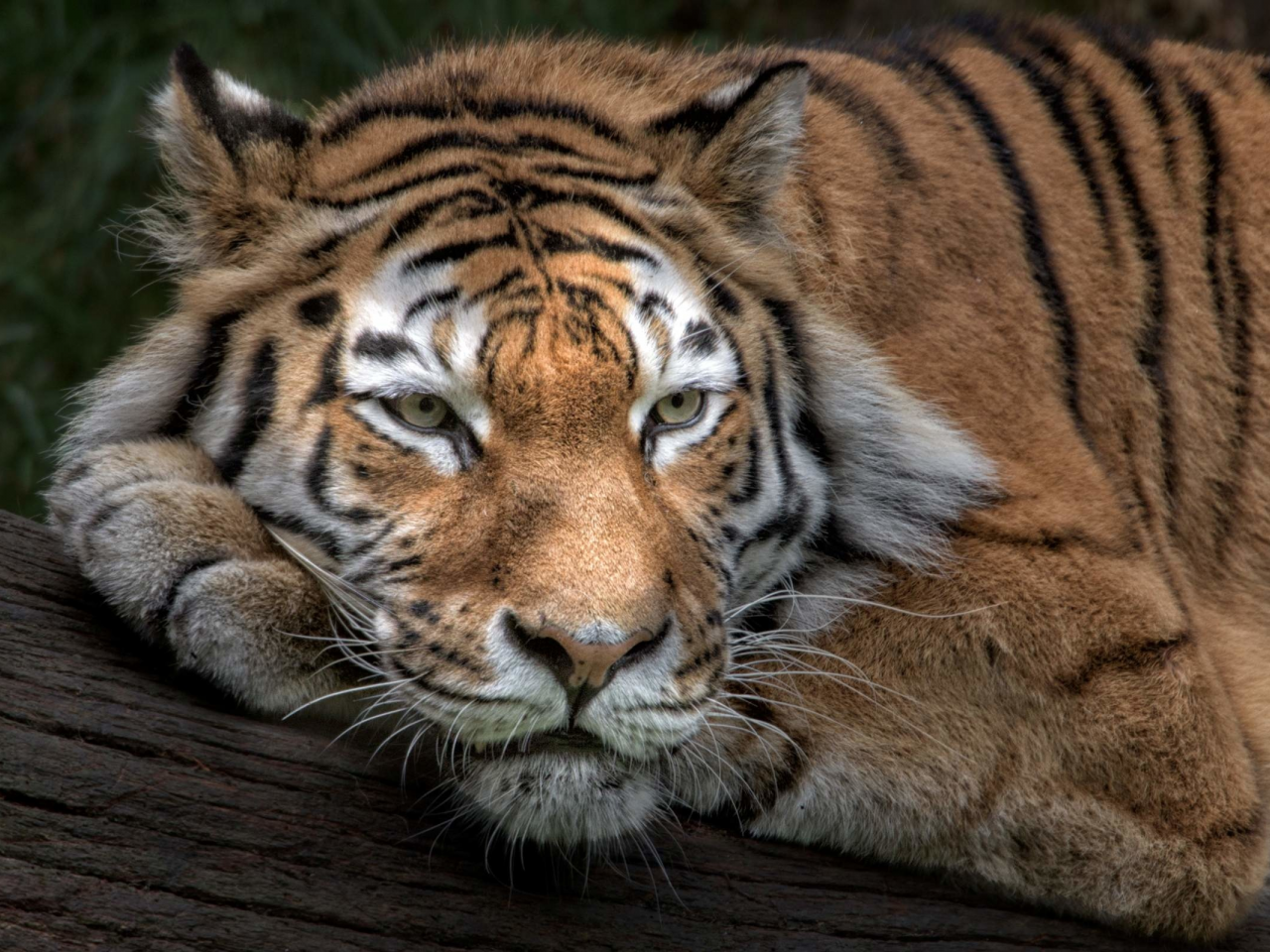 тигр, хищник, лежит