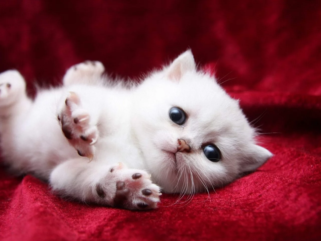 котёнок, маленький