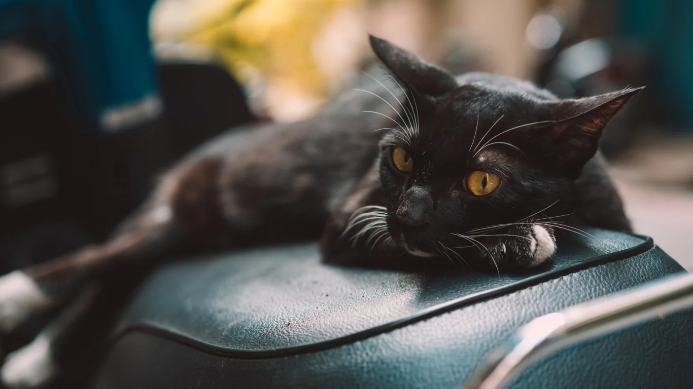 кот чёрный, лежит