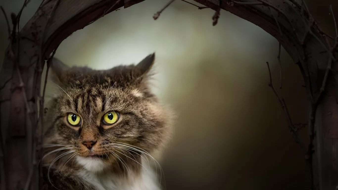 кот, взгляд, животное