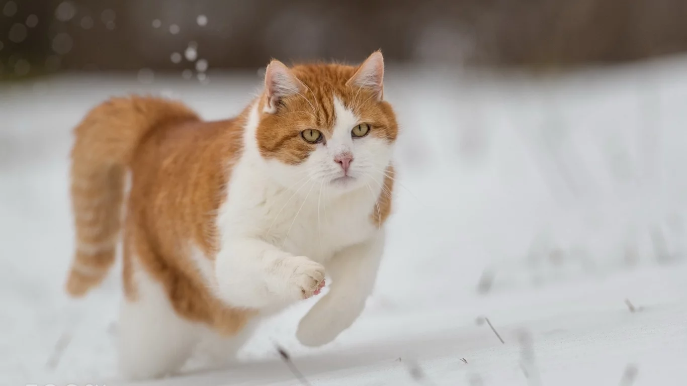 кот, бежит по снегу, зима