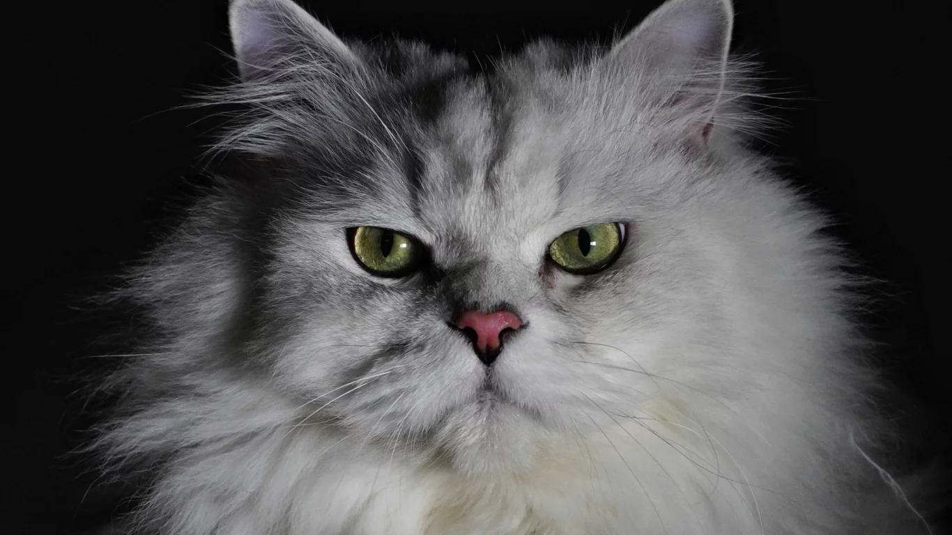 кошка, животное