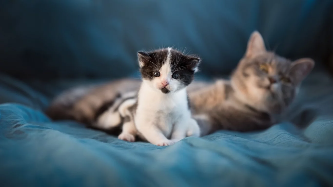 кошка, котёнок, животные