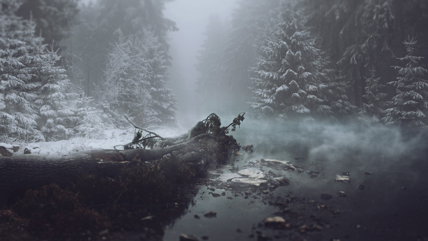 лес, зима, туман