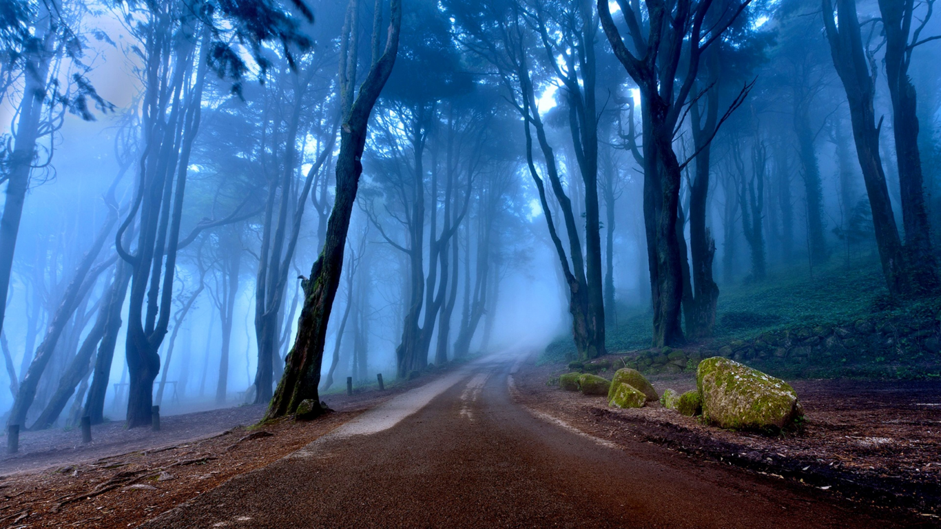 лес, дорога, туман