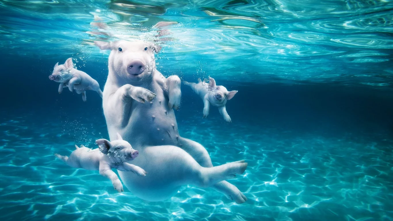 вода, свинья, поросята, свиньи