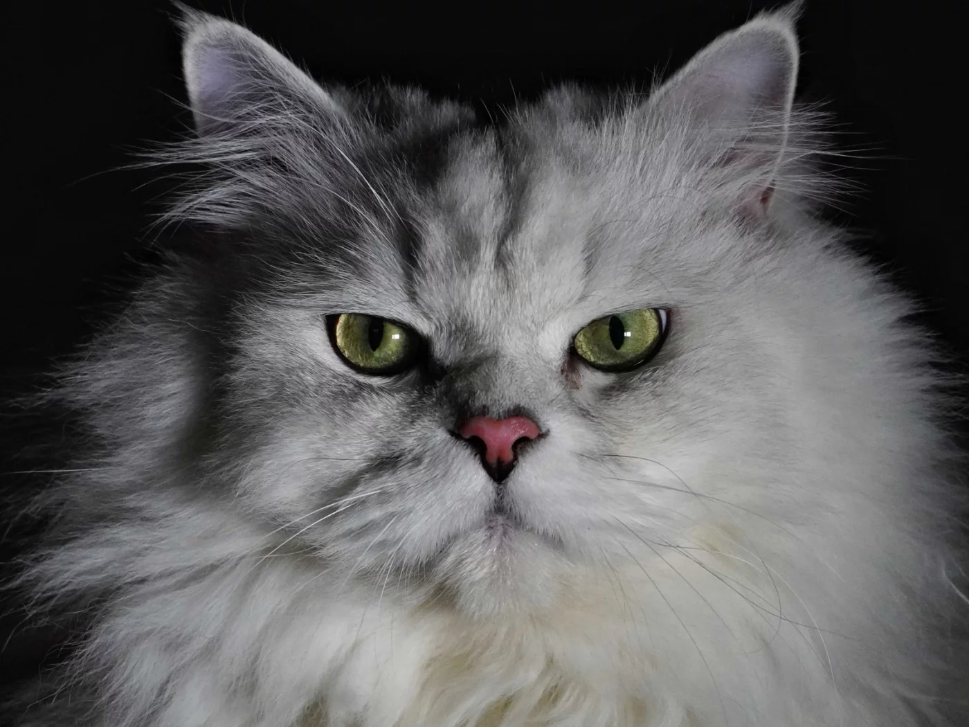кошка, животное