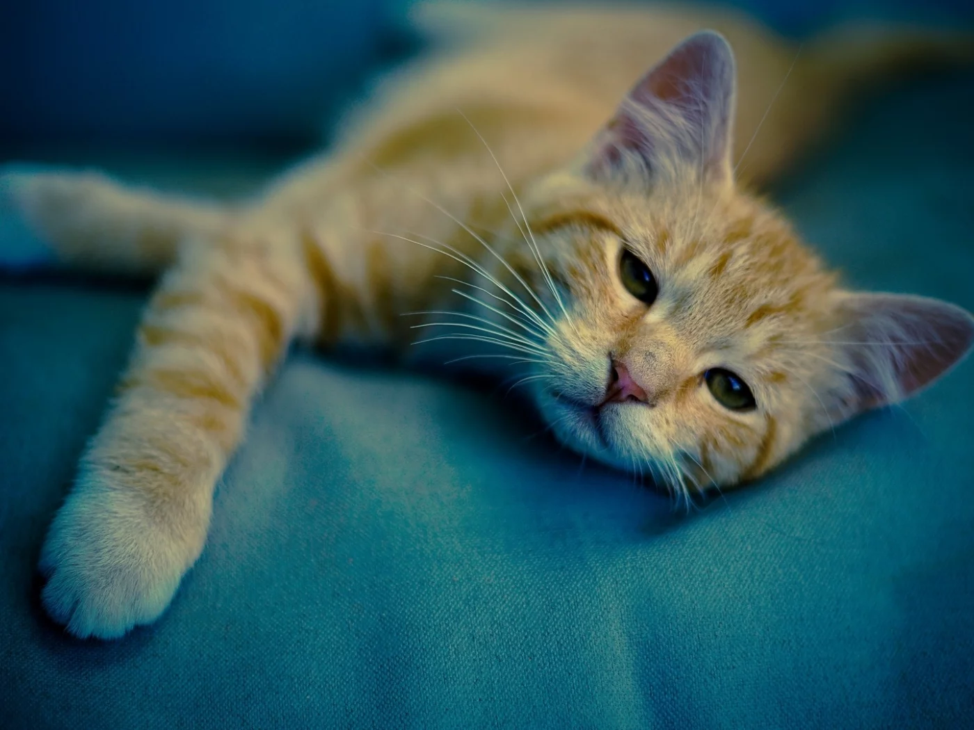 кот рыжий, лежит