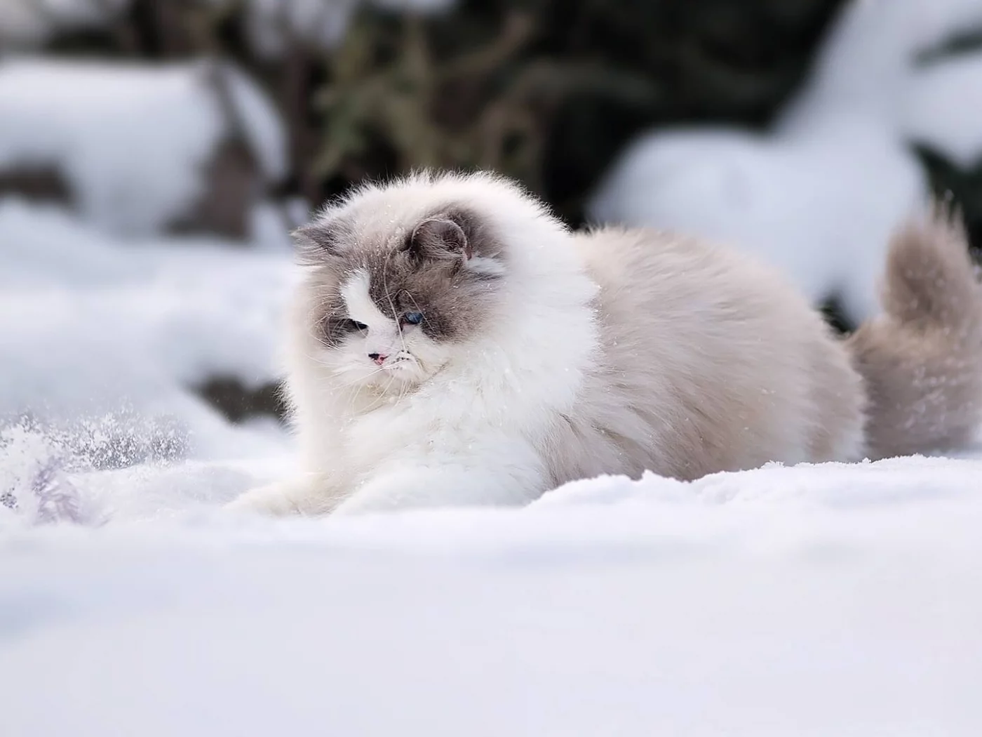 кошка, снег, зима