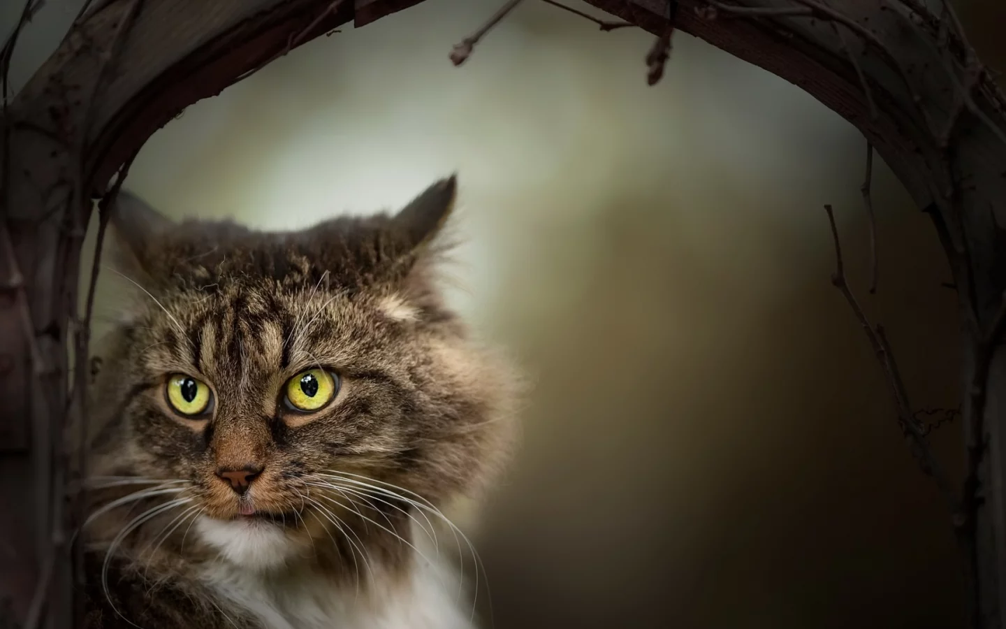 кот, взгляд, животное
