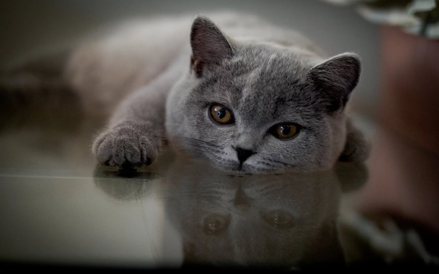 кот, лежит, смотрит
