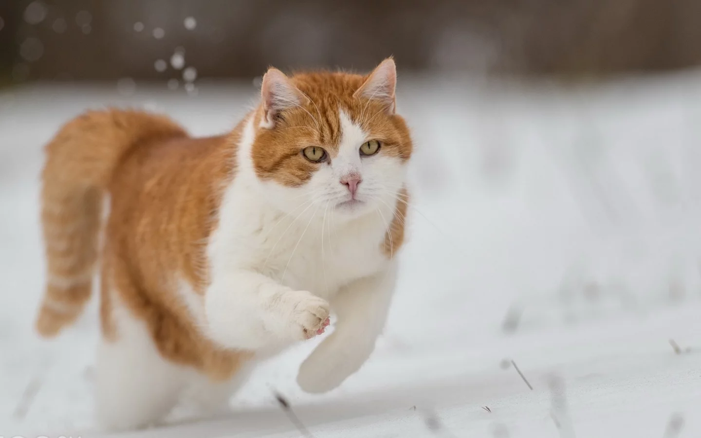 кот, бежит по снегу, зима