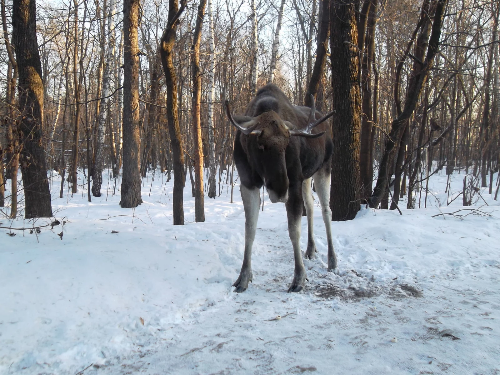 лось, зима, лес