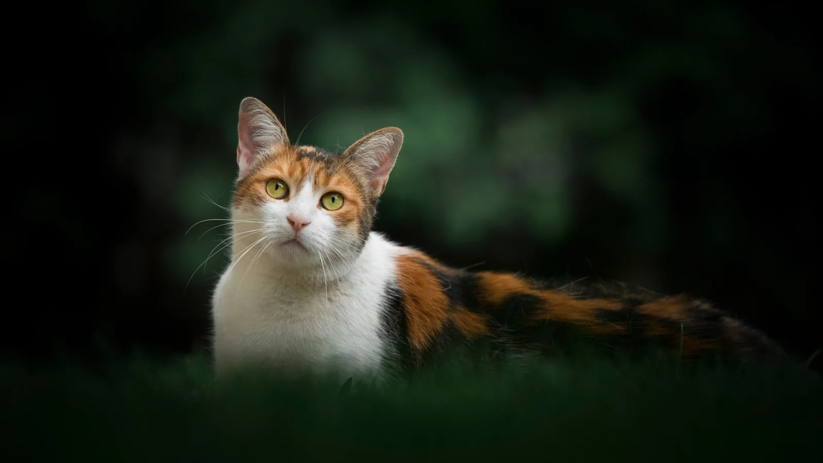 кошка, животное