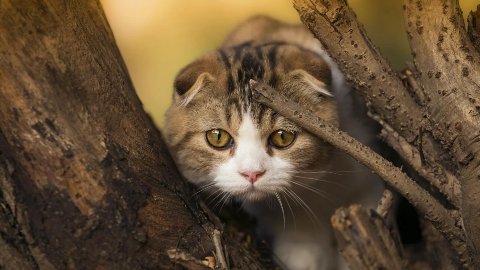 кот, шотландский вислоухий, взгляд