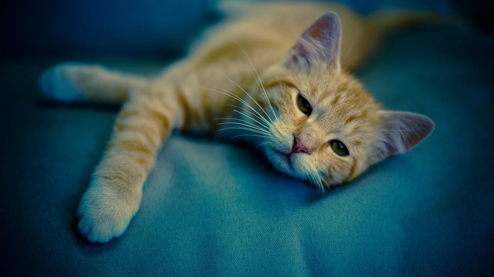кот рыжий, лежит