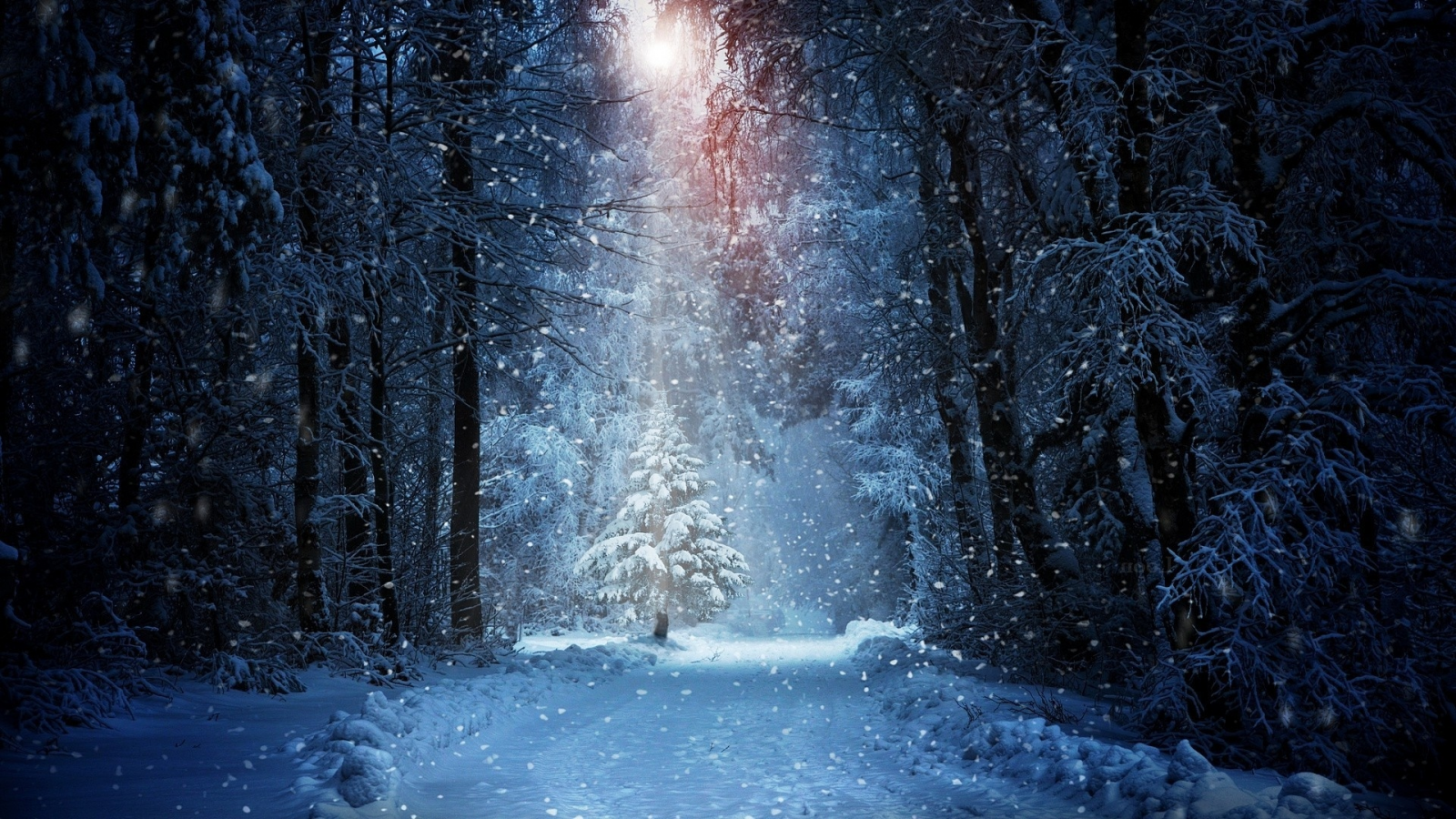 лес, зима, ночь