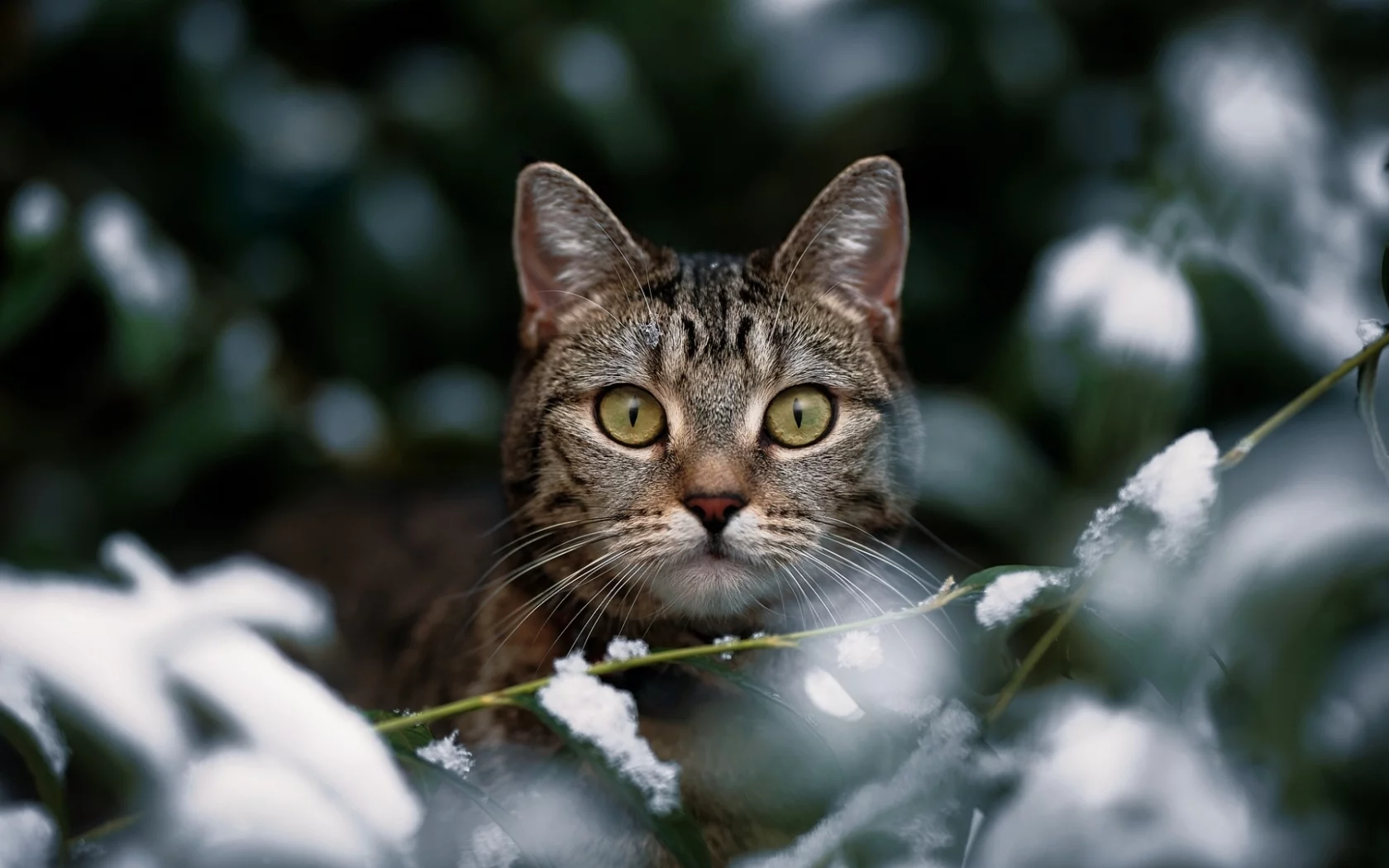 кот, взгляд