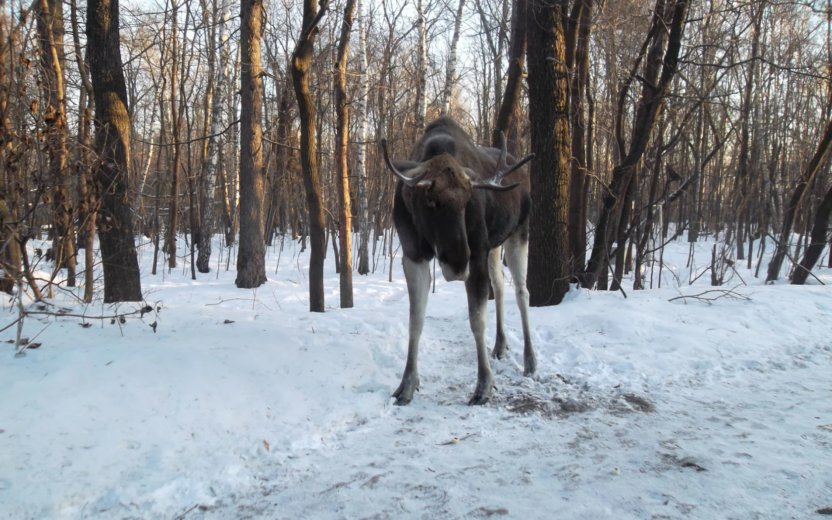 лось, зима, лес