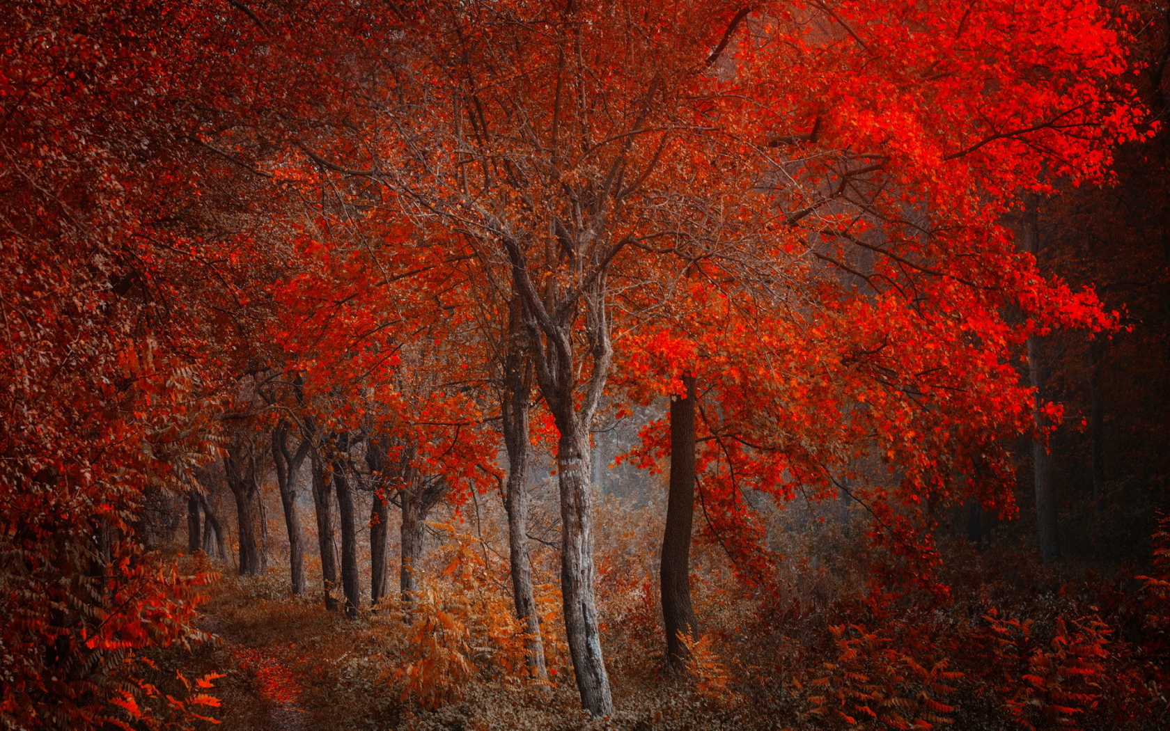 лес, деревья, осень