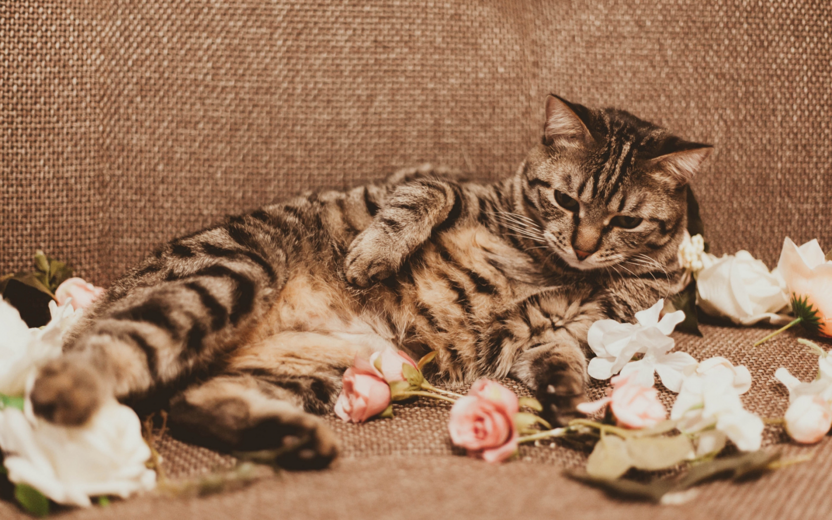 кошка, животное, лежит, розы, лепестки