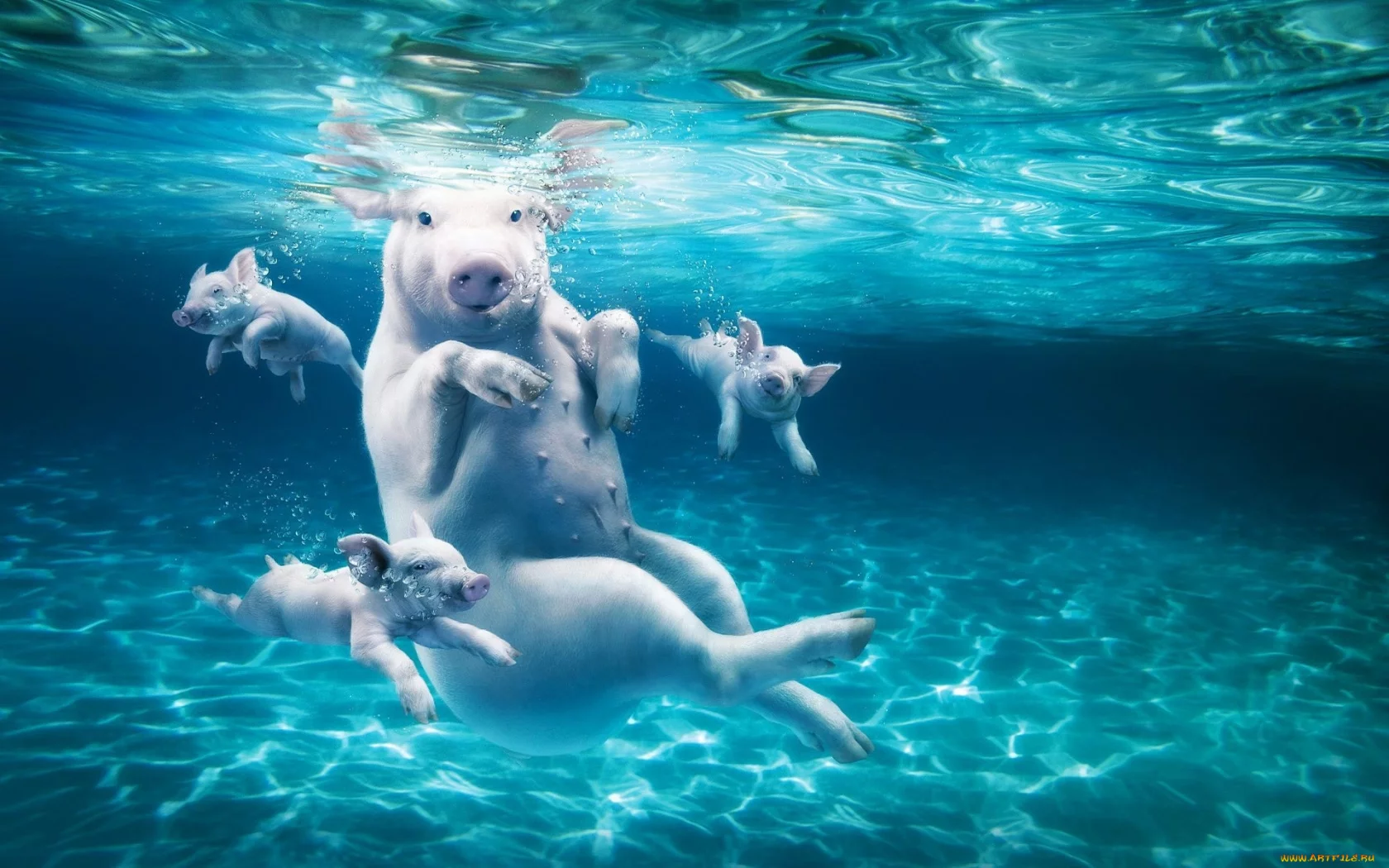вода, свинья, поросята, свиньи