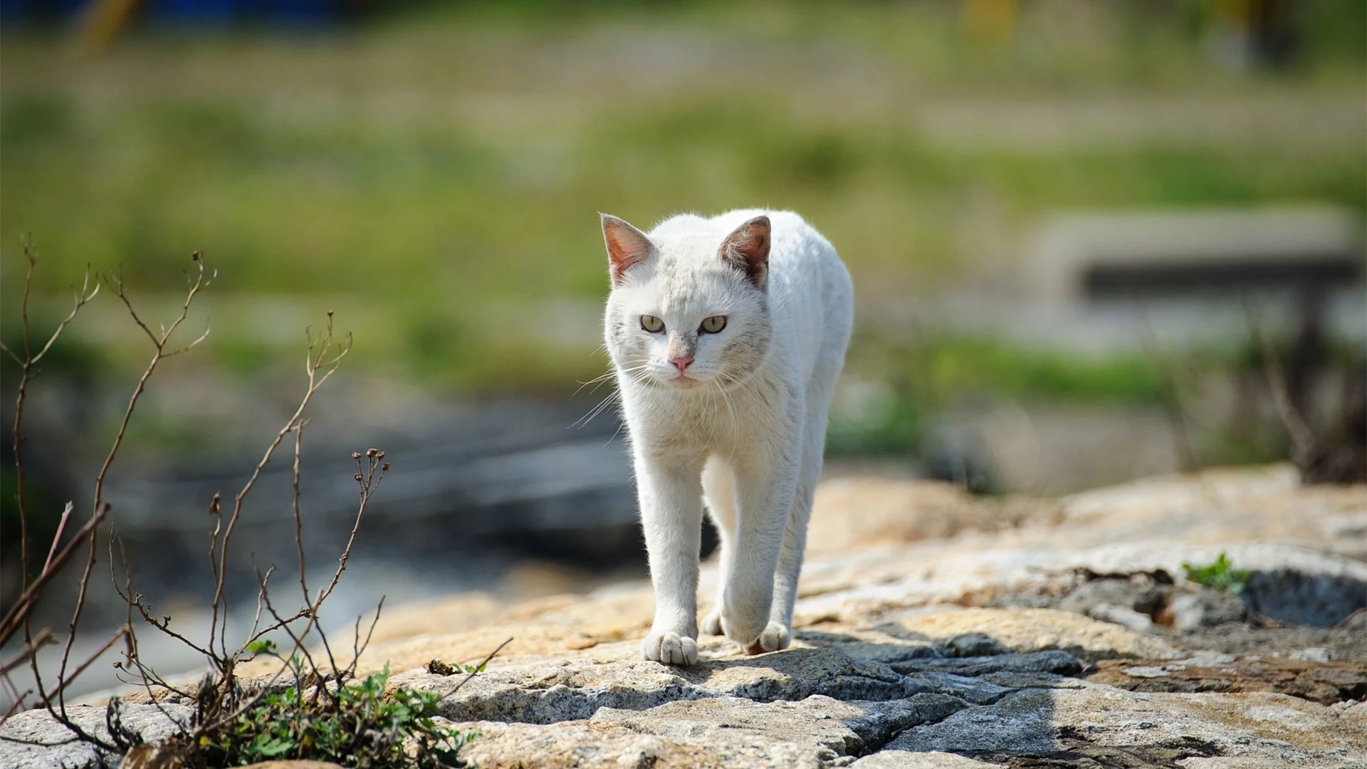 кошка, взгляд, животное