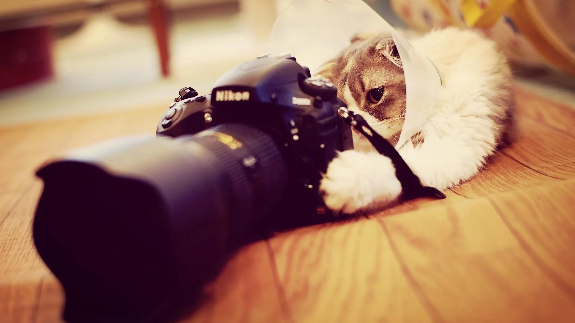 кот, фотоаппарат
