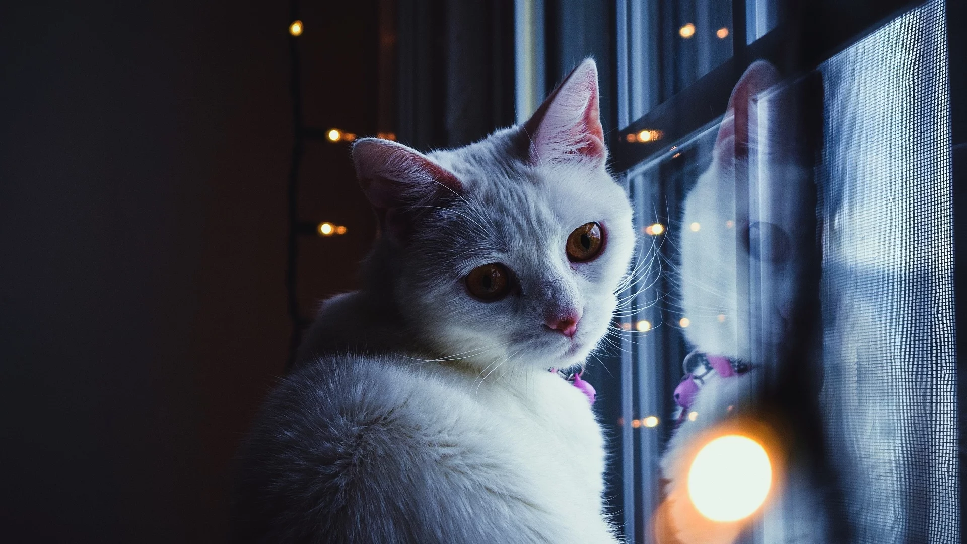 кошка, животное, у окна