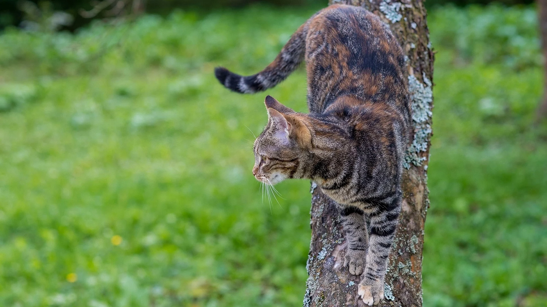 кот, спускается с дерева