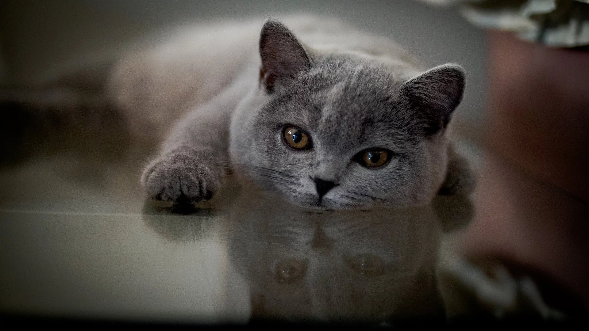 кот, лежит, смотрит