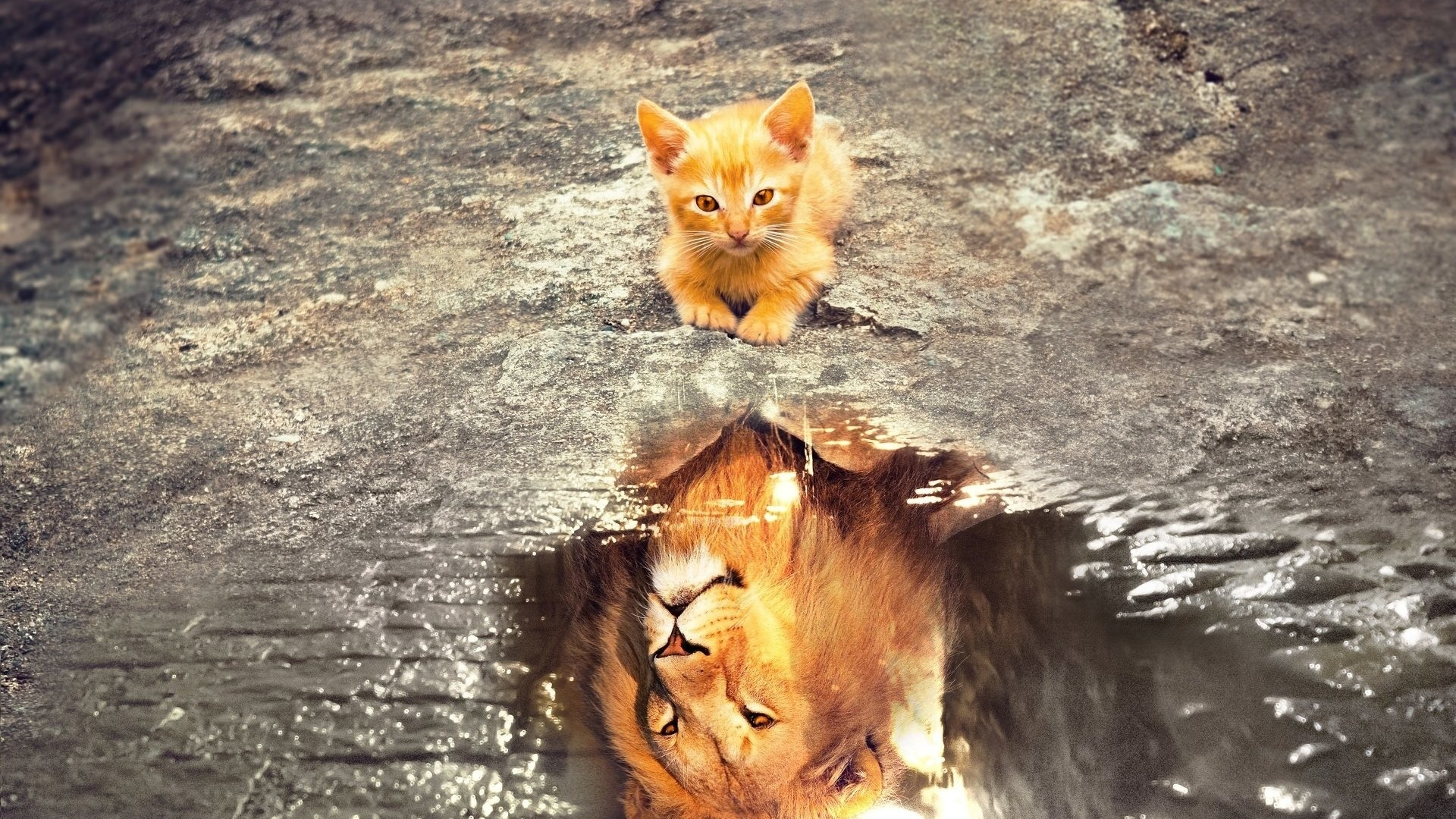 котёнок лев, отражение в лвже