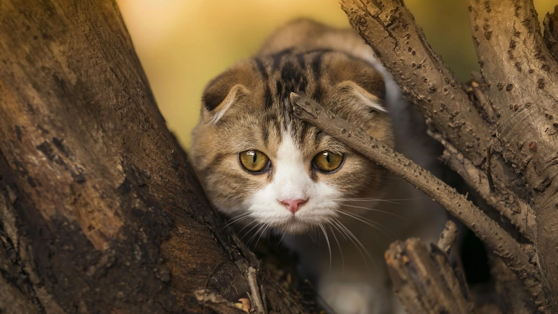 кот, шотландский вислоухий, взгляд
